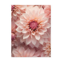 soft pastel coloured dahlia flower