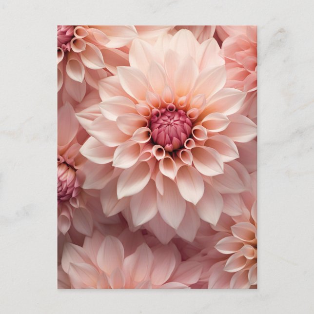 soft pastel coloured dahlia flower  postcard (Front)