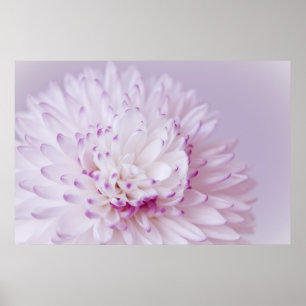 Soft Pastel Flower Photography Poster