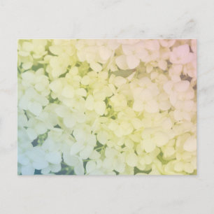Soft Pastel Rainbow Hydrangea Postcard