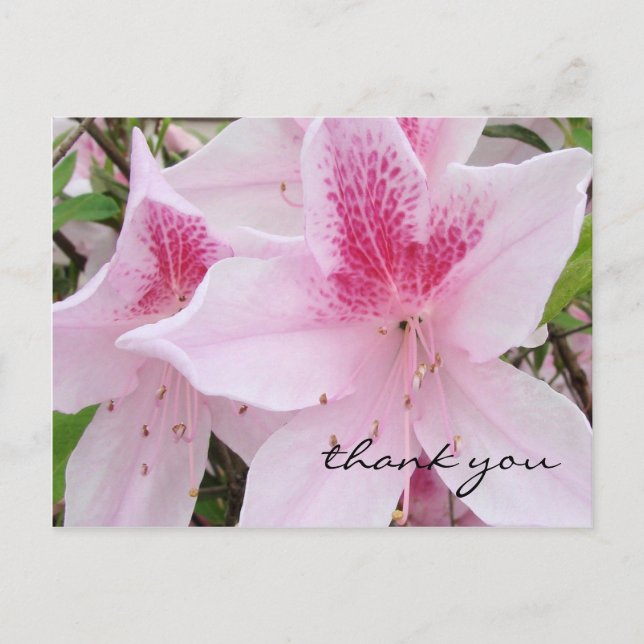 Soft Pink Azaleas - Thank You Postcard (Front)