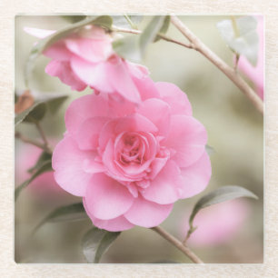 Soft Pink Camellia Flower Glass Coaster