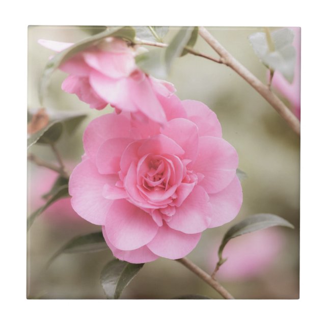 Soft Pink Camellia Flower  Tile (Front)