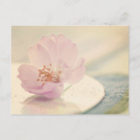 Soft Pink Cherry Blossom Flower