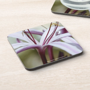 Soft Pink Lily Flower Botanical Photo Art Coaster