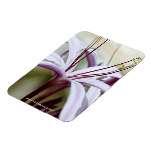 Soft Pink Lily Flower Botanical Photo Art Magnet