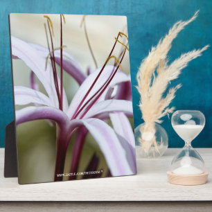 Soft Pink Lily Flower Botanical Photo Art Plaque