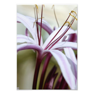 Soft Pink Lily Flower Botanical Photo Art Print