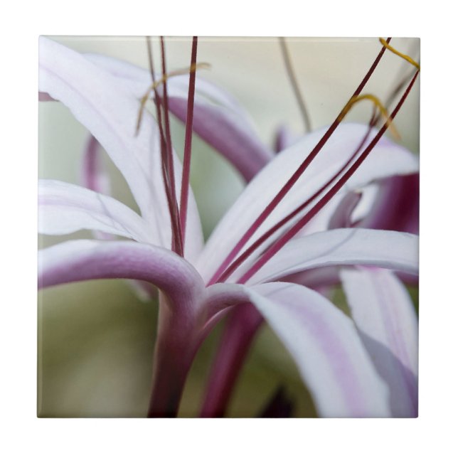 Soft Pink Lily Flower Botanical Photo Art Tile (Front)