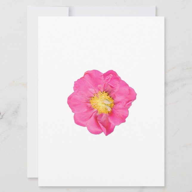Soft Pink Peony Flower Botanical Art Cards (Front)