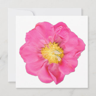 Soft Pink Peony Flower Botanical Art Cards