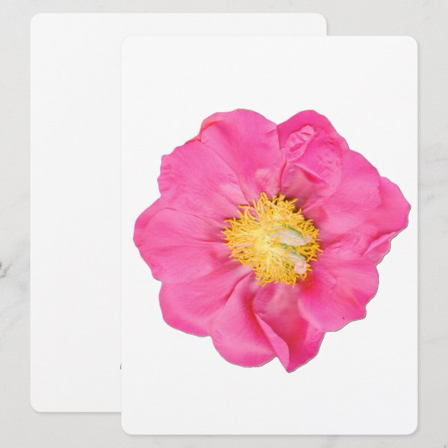 Soft Pink Peony Flower Botanical Art Cards (Front/Back)