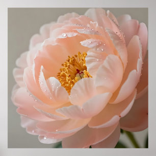 Soft Pink Peony with Dewdrops Poster
