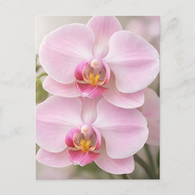 Soft Pink Phalaenopsis Orchid Postcard (Front)