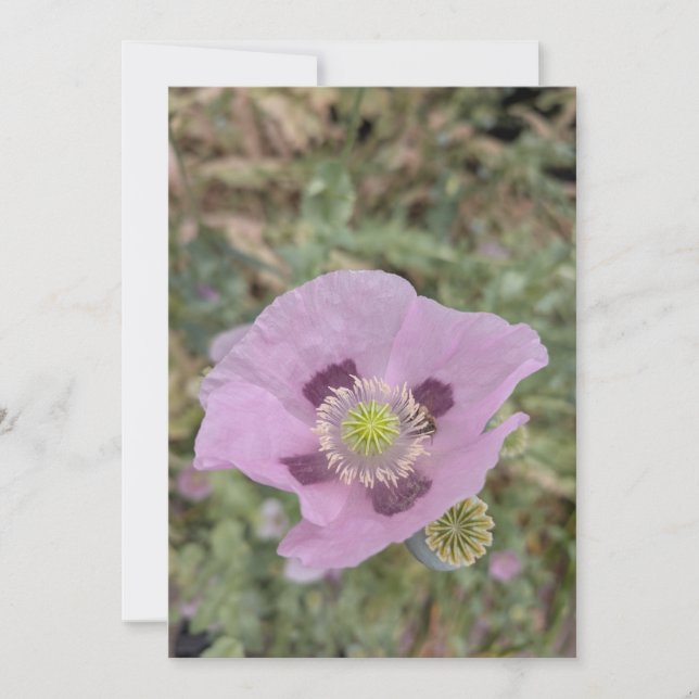 Soft Pink Poppy Bloom with Bee Invitation (Front)