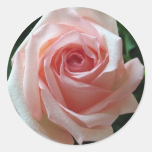 Soft Pink Romantic Rose Sticker