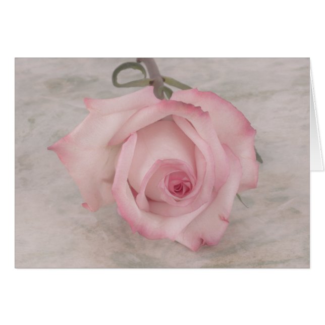 Soft Pink Rose Flower (Front Horizontal)