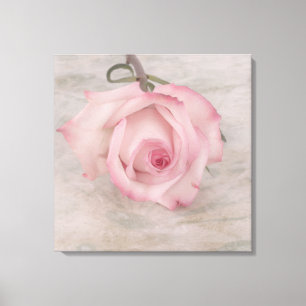 Soft Pink Rose Flower Canvas Print