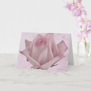 Soft Pink Rose Flower Card
