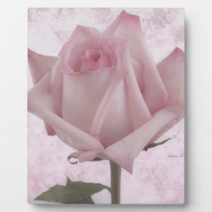 Soft Pink Rose Flower Plaque