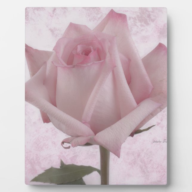 Soft Pink Rose Flower Plaque (Front)