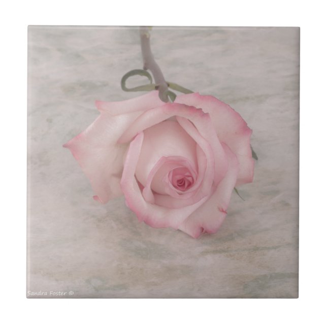 Soft Pink Rose Flower Tile (Front)