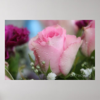 soft pink Rose Poster
