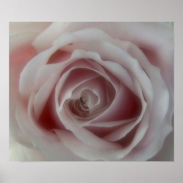 Soft Pink Rose Print (Front)