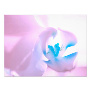 Soft Pink Tone Orchid Photo Enlargement Print