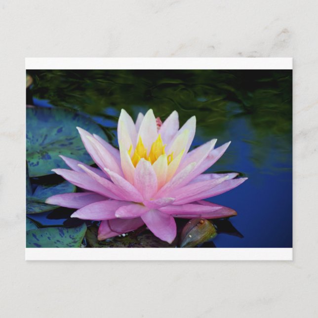 Soft Pink Waterlily Postcard (Front)