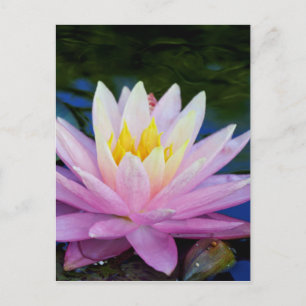 Soft Pink Waterlily Postcard