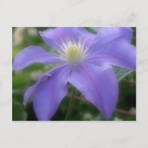 Soft Purple Clematis Flower Postcard