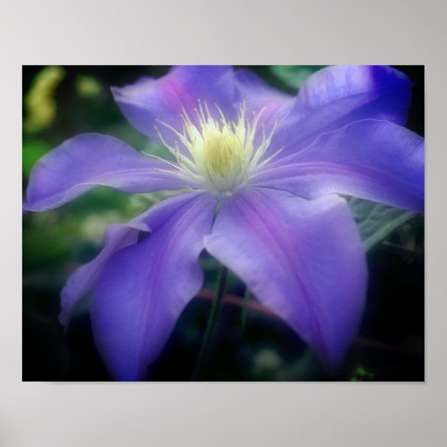 Soft Purple Clematis Flower Poster (Front)