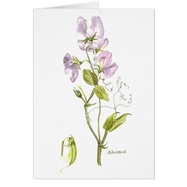 Soft purple sweet pea watercolor (Front)