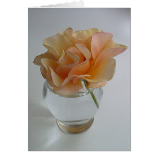 Soft Rose