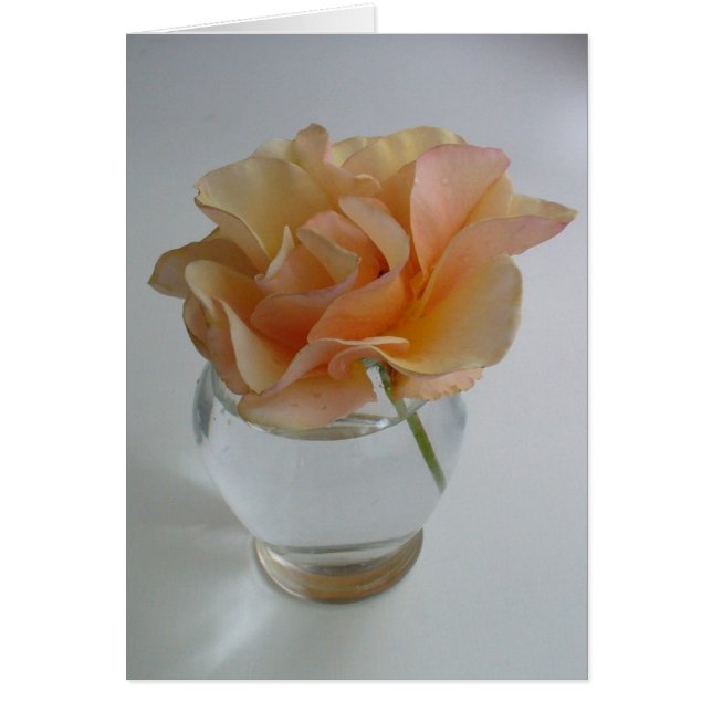 Soft Rose (Front)