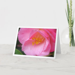 Soft rose camelia side view card