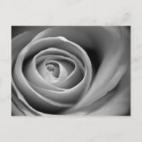 Soft Rose Centre - Black and White Photograph