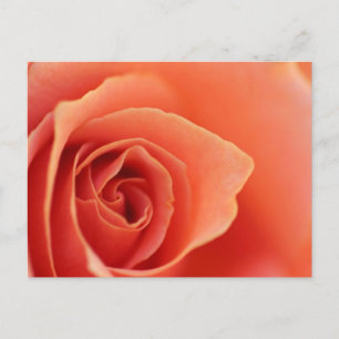 Soft Rose Petals Postcard