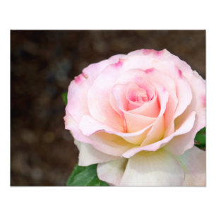 Soft Rose Photo Print