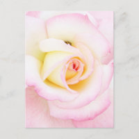 Soft rose