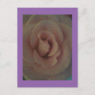 Soft Rose Postcard