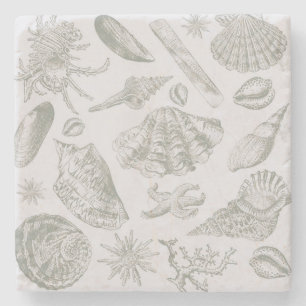 Soft Sage Grey Seashell Sketch Antique Nature Stone Coaster