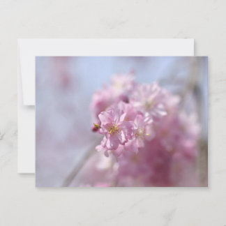 Soft Sakura Whispers Postcard