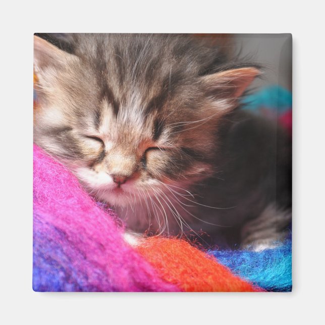Soft Sleepy Newborn Kitten Phototgraph Magnet (Front)