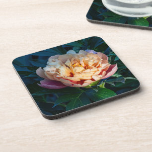 Soft Splendor: Peach Peony, Flower Photography Coaster