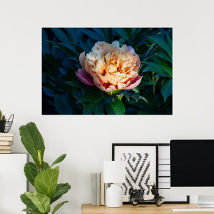Soft Splendour: Peach Peony Photography Poster