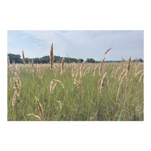 Soft Summer Meadow Photo Print (Front)
