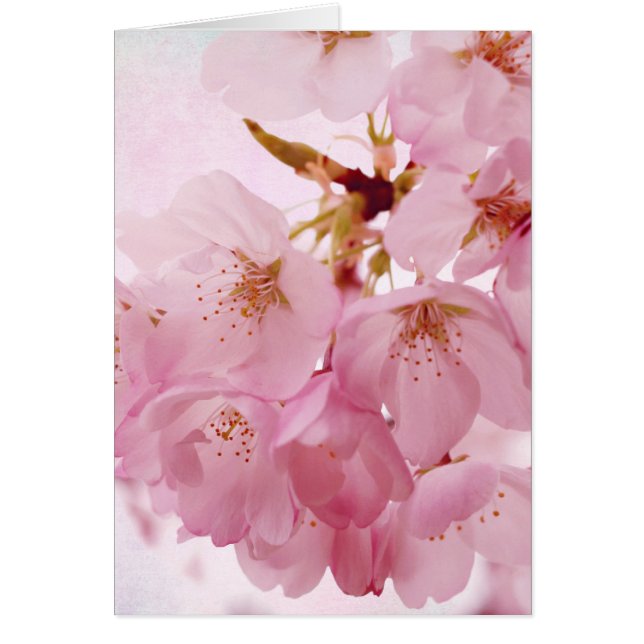 Soft Vintage Pink Cherry Blossoms (Front)