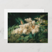 Soft White Blossoms with Butterflies